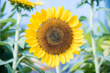 ひまわりの花