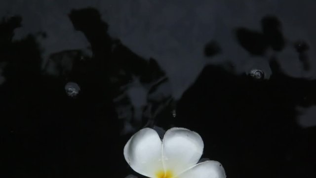 Micro shot of the Flower