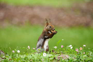 木の実を食べるエゾリス