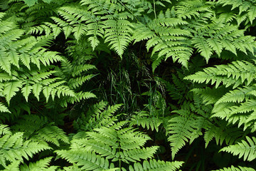 Young sprouts of fern in a forest glade.