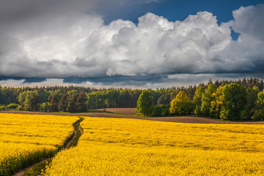 kwitnienie rzepaku