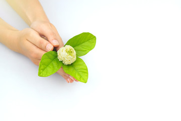 Hand Holding Jasmine flower on white background