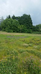 Bunte Wildblumenwiese in Sommerlandschaft