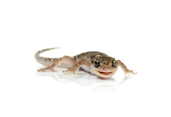 brown spotted gecko reptile isolated