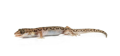 brown spotted gecko reptile isolated