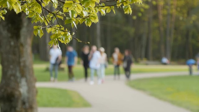 Blurred background of people activities in park with bokeh, spring and summer season. July branch in the foreground.