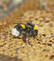 Bee eating honey.