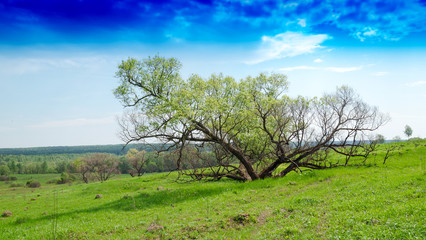 Fototapeta na wymiar Horizontal dramatic tree on hill landscape background