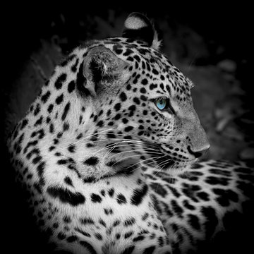 Leopard portrait