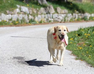 dog Labrador Retriever runs on asphalt road