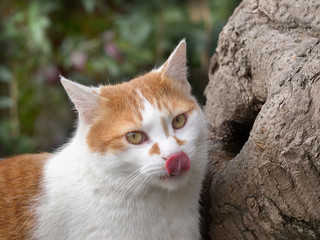 Cat Looking At Camera