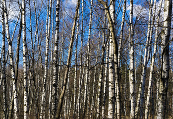 Fototapeta premium Horizontal vibrant array of Russian birch background backdrop