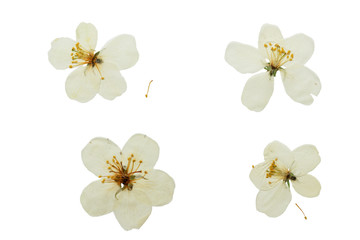 Pressed and dried flower apple tree. Isolated.