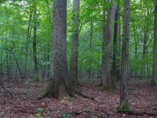Old hornbeam trees and broken oak