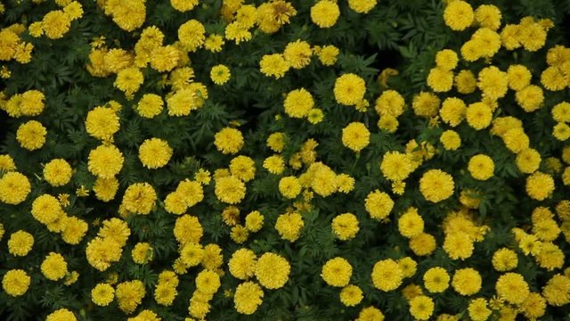 Micro shot of the Flowers