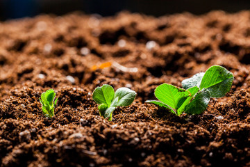 Growing Young Green Corn Seedling Sprouts in Cultivated Agricultural Farm Field