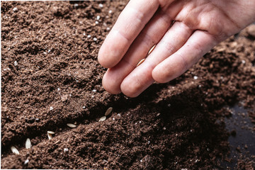 Closeup of a males hand planting seeds