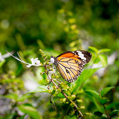 butterfly fly in morning nature.
