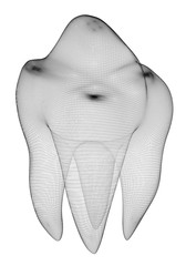 image of the human tooth