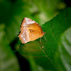 butterfly fly in morning nature.
