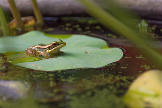 Frog (Green Frog) on a lotus leaf