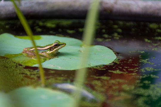 Frog (Green Frog) on a lotus leaf