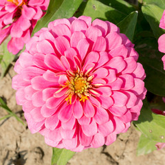 Obraz premium pink Zinnia flowers. (family Compositae)