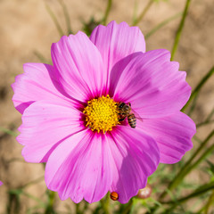 Obraz premium Cosmos pink flower Family Compositae in garden