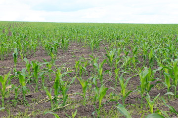 Fototapeta na wymiar Young corn plants on the field 