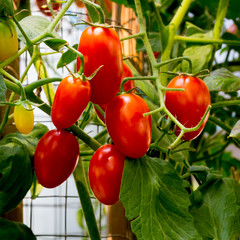 fresh red tomatoes still on the plant