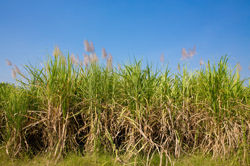 sugarcane plantation