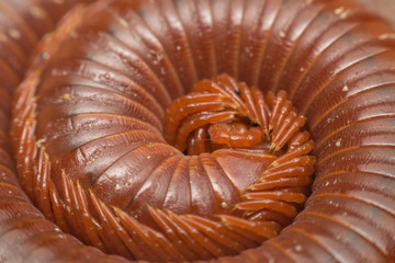 Macro of millipede
