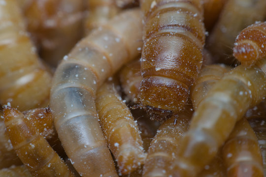 Macro of Mealworm in a farm