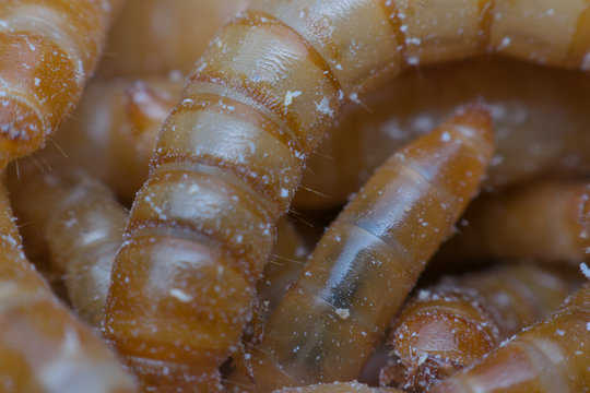 Macro of Mealworm in a farm