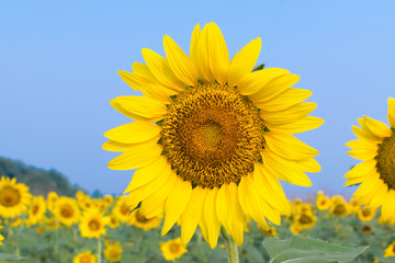 Sunflower yellow color
