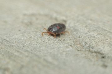 Macro of dog ticks