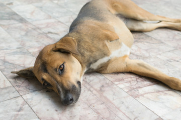Defect dog with three legs