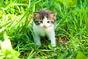 Naklejka na ściany i meble Young Cat in the Green Grass in Summer. Healthy life.