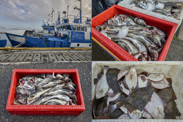 Baltic Sea, freshly caught fish is unloaded from a fishing boat in fish crates
