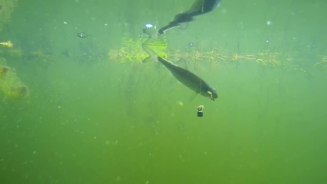 Catch of fish. Common Roach on the hook. Underwater video from fresh water lake. Outdoor sports and leisure. Animals in nature.