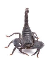 Heterometrus longimanus back scorpion.Emperor Scorpion, Pandinus