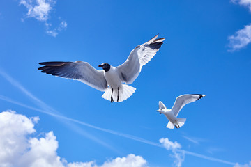 Obraz premium 2 Seagull bird flying in the sky - stock image