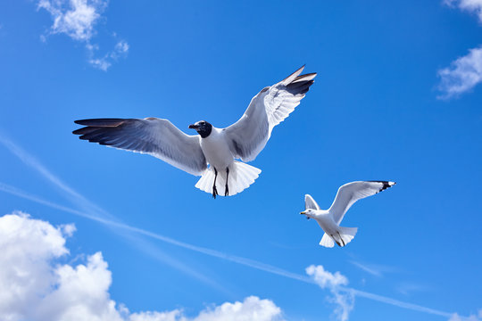 2 Seagull bird flying in the sky - stock image