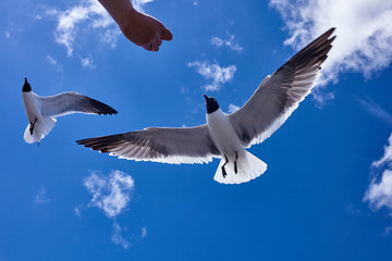 Human hand feed a seagull bird flying in the sky - stock image