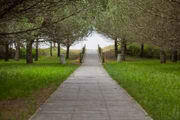 Wooden way to the beach under pines