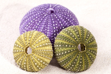 sea shells of violet and green sea urchin lying on the sand, close up