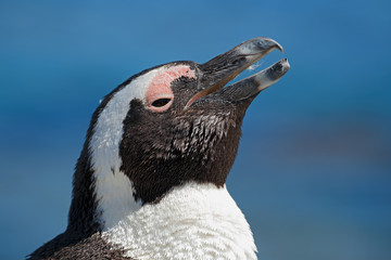 Portrait of an African penguin (Spheniscus demersus), Western Cape, South Africa.