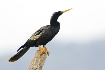 Male Anhinga in Breeding Plumage Perched on a Stump - Panama