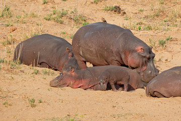 Hippos (Hippopotamus amphibius) on land, Kruger National Park, South Africa.