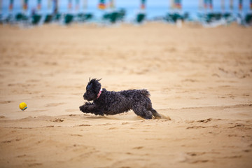 Black havanese dog playing on the beach